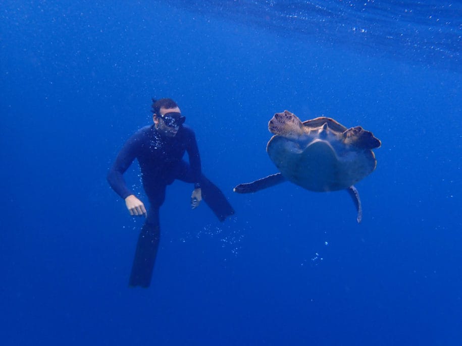 Snorkeling with Turtles Tenerife - Surf Life Tenerife - Boat trips