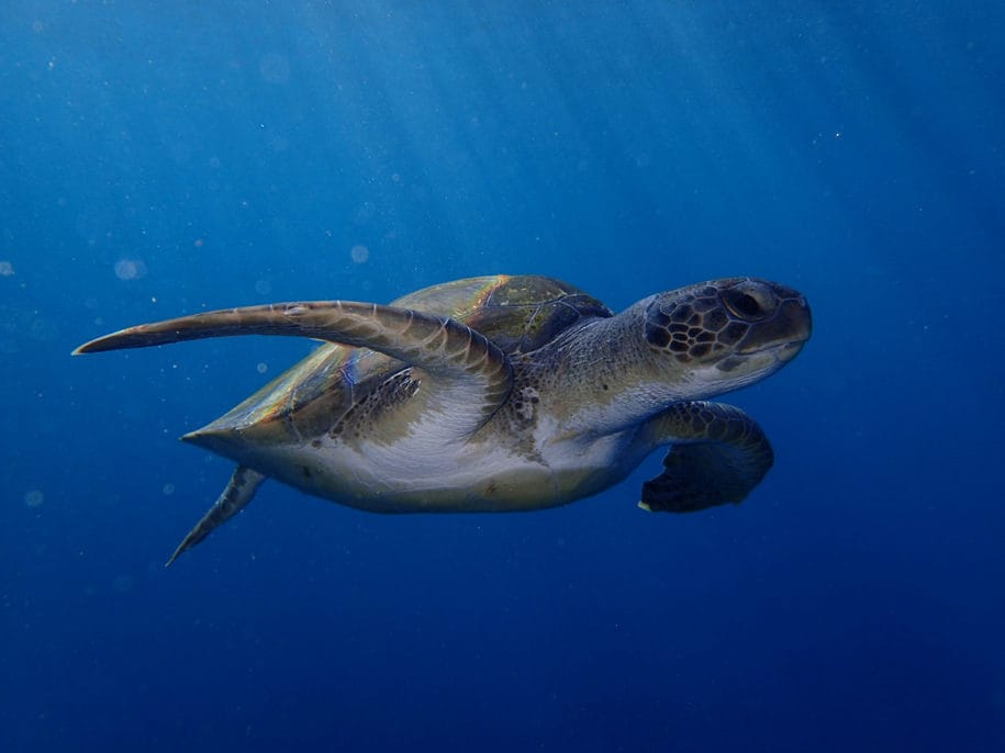 Snorkeling with Turtles Tenerife - Surf Life Tenerife - Boat trips